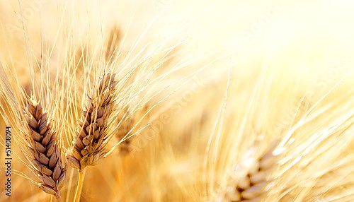 Пшеничное поле 2