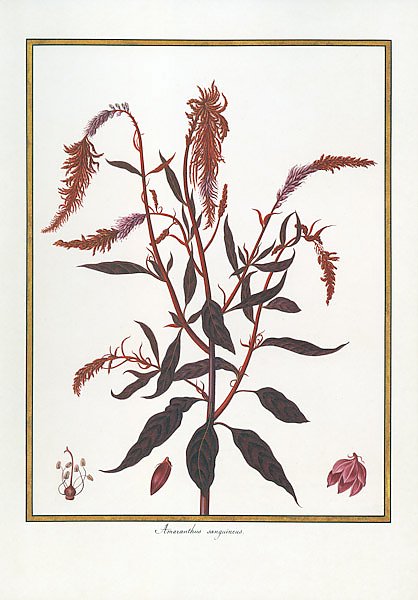 Amaranthus sanguineus