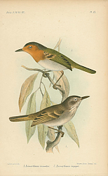 Постер Euscarthmus Russatus. Euscarthmus impiger 1