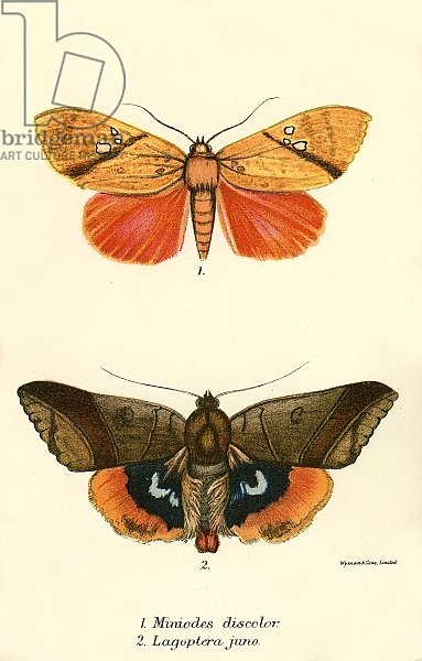 Butterflies 113