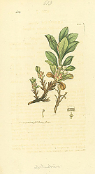 Постер Sowerby Ботаника №5