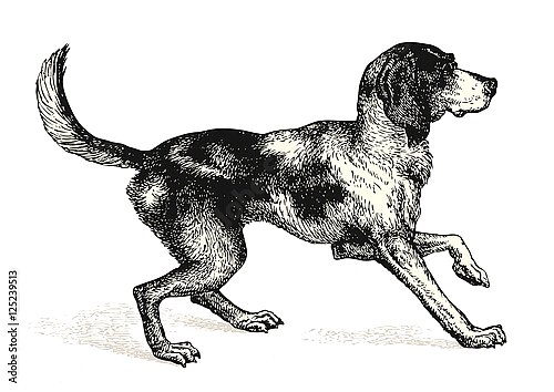 Ретро иллюстрация с охотничьей собакой