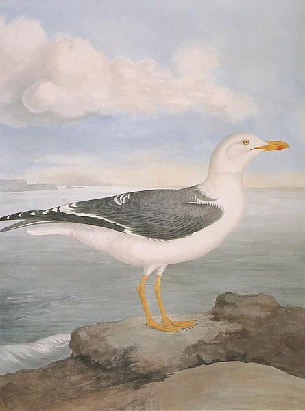 Lesser Black-backed Gull