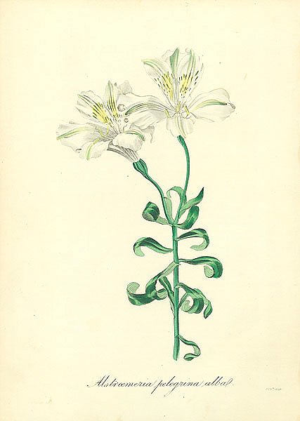 Alstroemeria Pelegrina Alba 1
