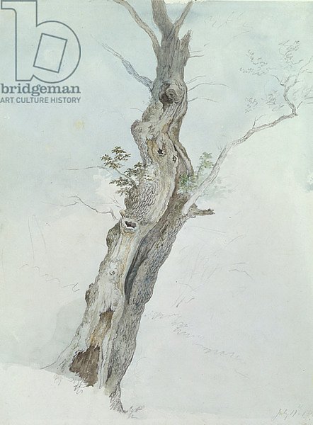 Tree Study, c.1800-05