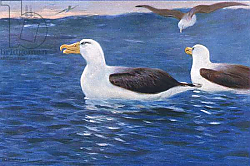 Постер Кунер Вильгельм Albatross, illustration from'Wildlife of the World', c.1910 Постер Кунер Вильгельм Albatross, illustration from'Wildlife of the World', c.1910