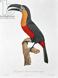 Постер Барранд Жак (птицы) Toucan: Great Red-Bellied by Jacques Barraband Постер Барранд Жак (птицы) Toucan: Great Red-Bellied by Jacques Barraband