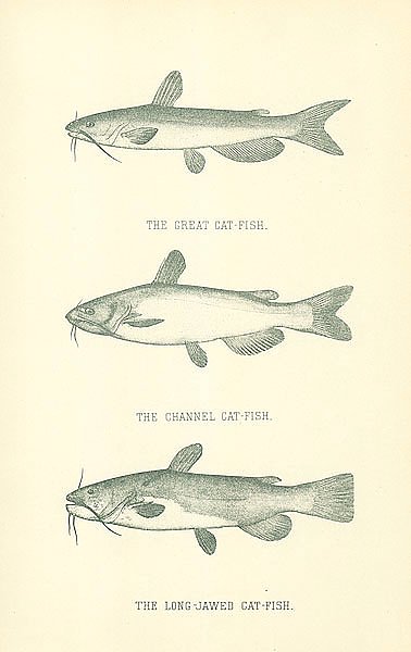 The Great Cat-fish, The Channel Cat-fish, The Long-Jawed Cat-Fish 1