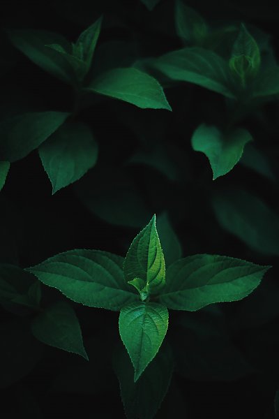 Зеленые листья  на темном фоне