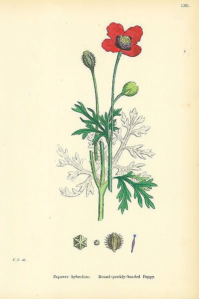 Papaver Hybridum. Round-prickly-headed Poppy. 1