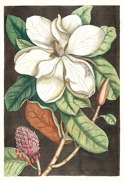 Лавровое дерево (Magnolia altissima) из «Естественной истории Каролины, Флориды и Багамских островов» (1754) Марка Кейтсби