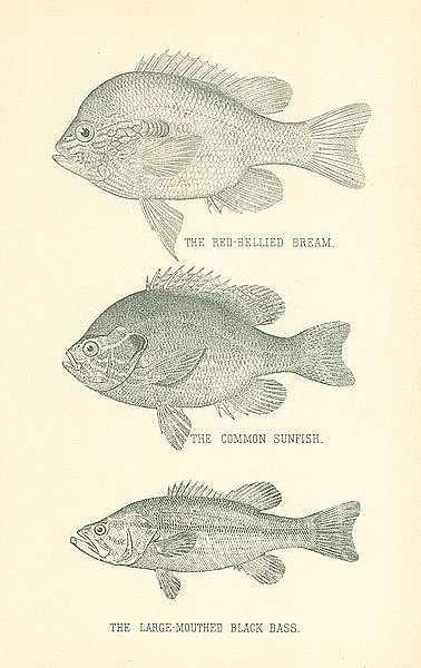 The Red-Bellied Bream, The Common Sunfish, The Large-Mouthed Black Bass