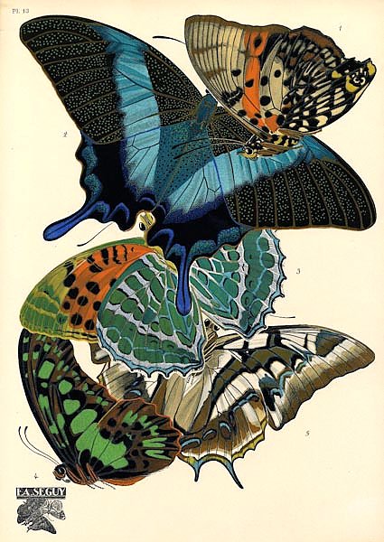 Papillons by E. A. Seguy №5