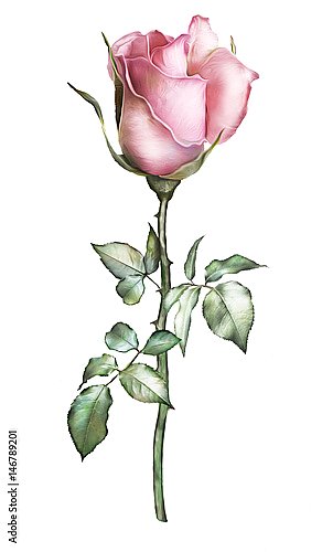 Акварельный бутон розовой розы