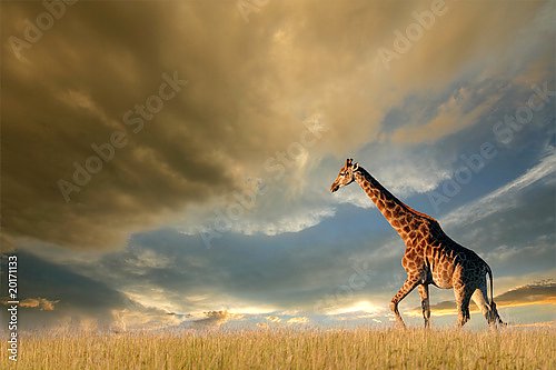 Жираф в поле