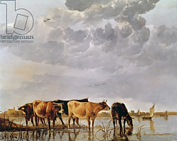 Постер Кьюп Альберт Cows in a River, c.1650 Постер Кьюп Альберт Cows in a River, c.1650