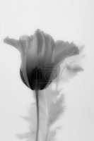 Черно-белое