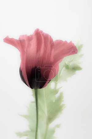 Тайна нежности