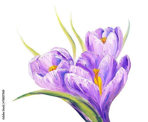 Фиолетовые крокусы на белом фоне