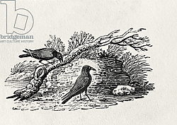 Постер Бевик Томас Crows from the 'History of British Birds' Volume I, pub. 1797 Постер Бевик Томас Crows from the 'History of British Birds' Volume I, pub. 1797
