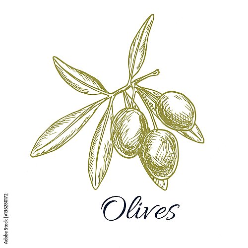 Оливковая ветвь с зеленым оливки