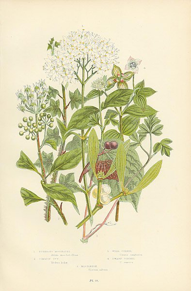 Tuberous Moschatel, Common Ivy, Wild Cornel, Dwarf Cornel, Mistletoe