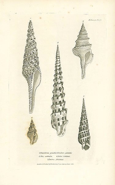 Pleurotoma grandis, Pleu carinata, Terebra subulata, Triton iostoma, Terebra Africana 1