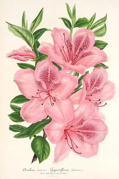 Azalea indica gigantiflora