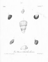 Черно-белое