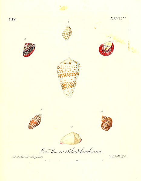 Морские раковины 115