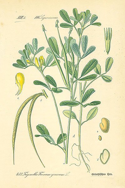Leguminosae, Trigonella Foenum graecum
