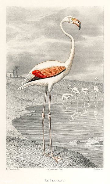 Le Flammant (Фламинго) Эдуарда Травиэса (1853), портрет белого фламинго в его естественной среде обитания