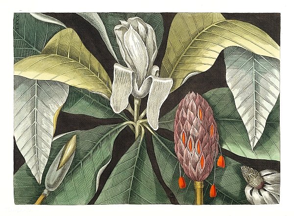 Шеффлера лучелистная (Магнолия) из естественной истории Каролины, Флориды и Багамских островов (1754) Марка Кейтсби