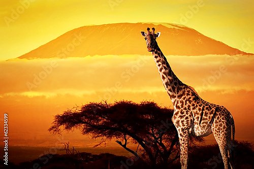 Жираф на фоне Килиманджаро на закате