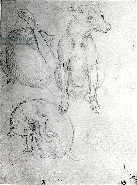 Study of a dog and a cat, c.1480