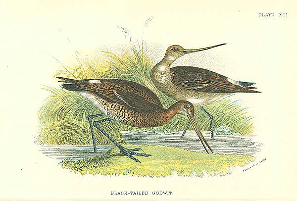 Black-Tailed Godwit 1
