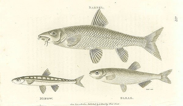 Barbel, Minow, Bleak 1