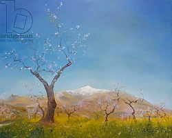 Постер Миятт Антония Almond Blossom with Snow Capped Sierra Nevada Mountain, 2016 Постер Миятт Антония Almond Blossom with Snow Capped Sierra Nevada Mountain, 2016