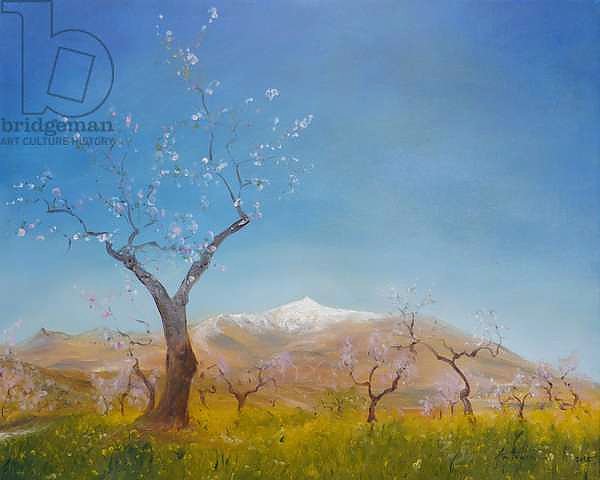Almond Blossom with Snow Capped Sierra Nevada Mountain, 2016