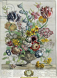 Постер Кастилс Питер April, from 'Twelve Months of Flowers', 1730 Постер Кастилс Питер April, from 'Twelve Months of Flowers', 1730
