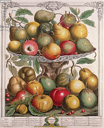 Постер Кастилс Питер February, from 'Twelve Months of Fruits', by Robert Furber engraved by James Smith, 1732 Постер Кастилс Питер February, from 'Twelve Months of Fruits', by Robert Furber engraved by James Smith, 1732