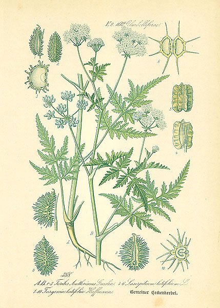 Umbelliferae, Torilis Anthriscus Gmelin, Laserpitium latifolium, Turgenia latifolia Hoffmann
