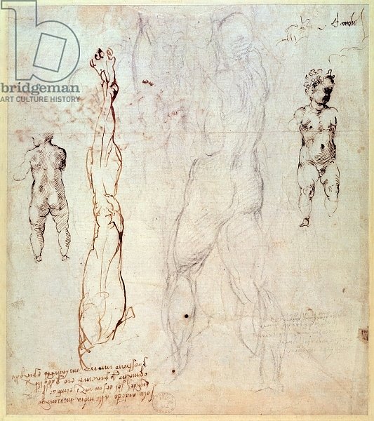 Anatomical drawings with accompanying notes