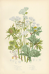Постер White-rot, Wood Sanicle, Sea Holly, Field Eryngo, Water Hemlock, Wild Celery 1