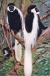 Постер Кунер Вильгельм Guereza, illustration from'Wildlife of the World', c.1910 Постер Кунер Вильгельм Guereza, illustration from'Wildlife of the World', c.1910