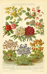 Постер Kalthauspflanzen