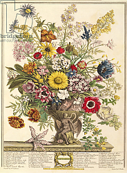 Постер Кастилс Питер November, from 'Twelve Months of Flowers' by Robert Furber engraved by Henry Fletcher Постер Кастилс Питер November, from 'Twelve Months of Flowers' by Robert Furber engraved by Henry Fletcher