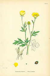 Постер Ranunculus Hirsutus. Hairy Crowfoot.