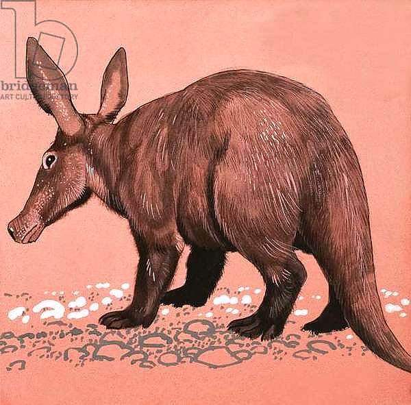 Aardvark 2