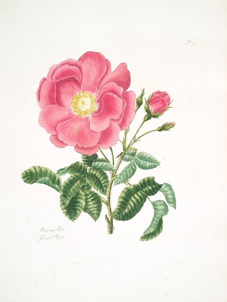 Rosa gallica2